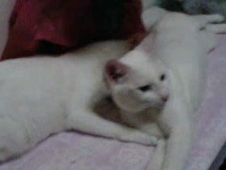 チッチとサリー