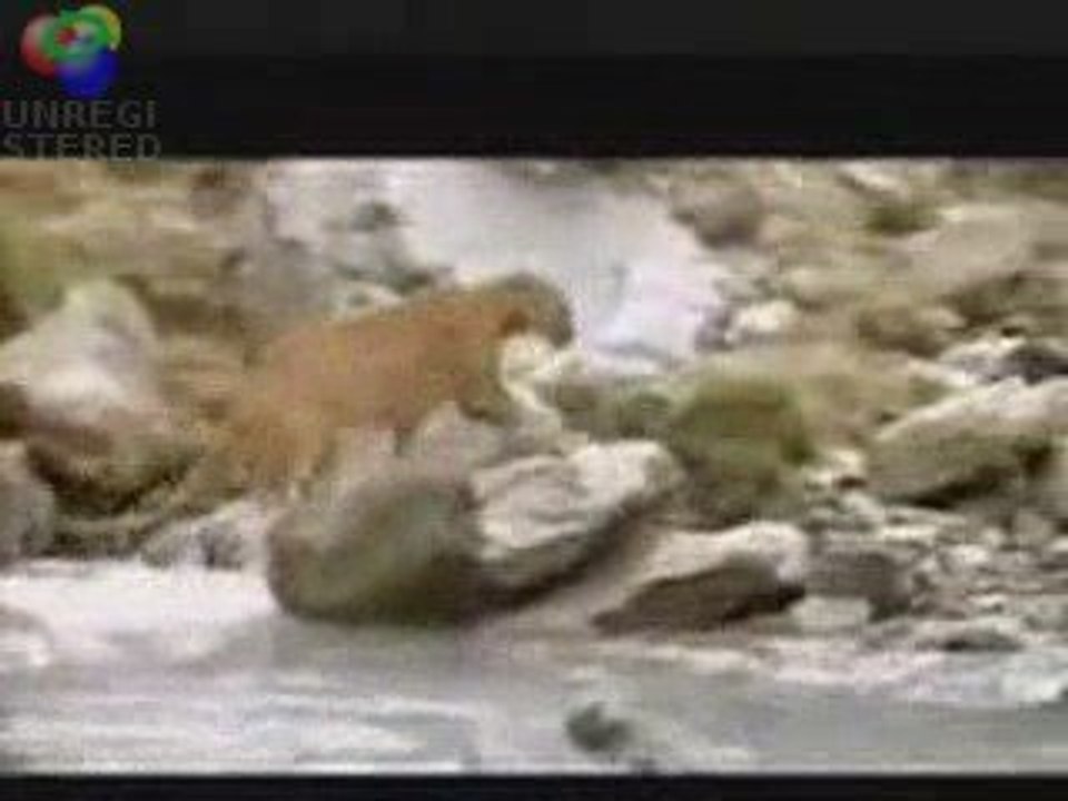 Yavru ayının hayatta kalma mücadelesi