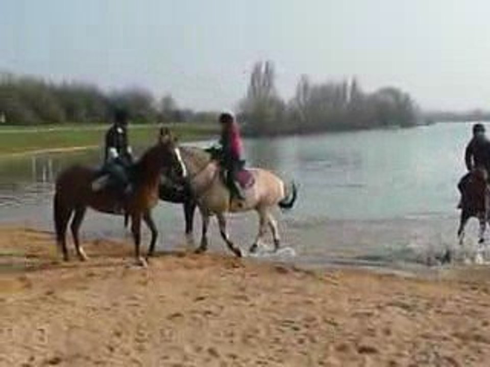 chevaux dans l'eau
