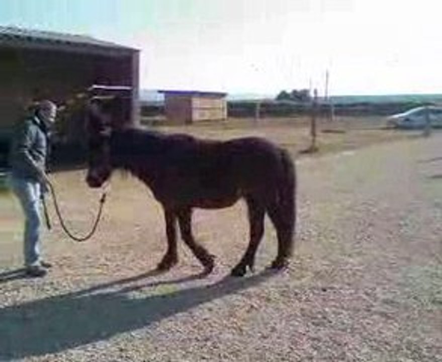 Eclipse et ses Easy Boots