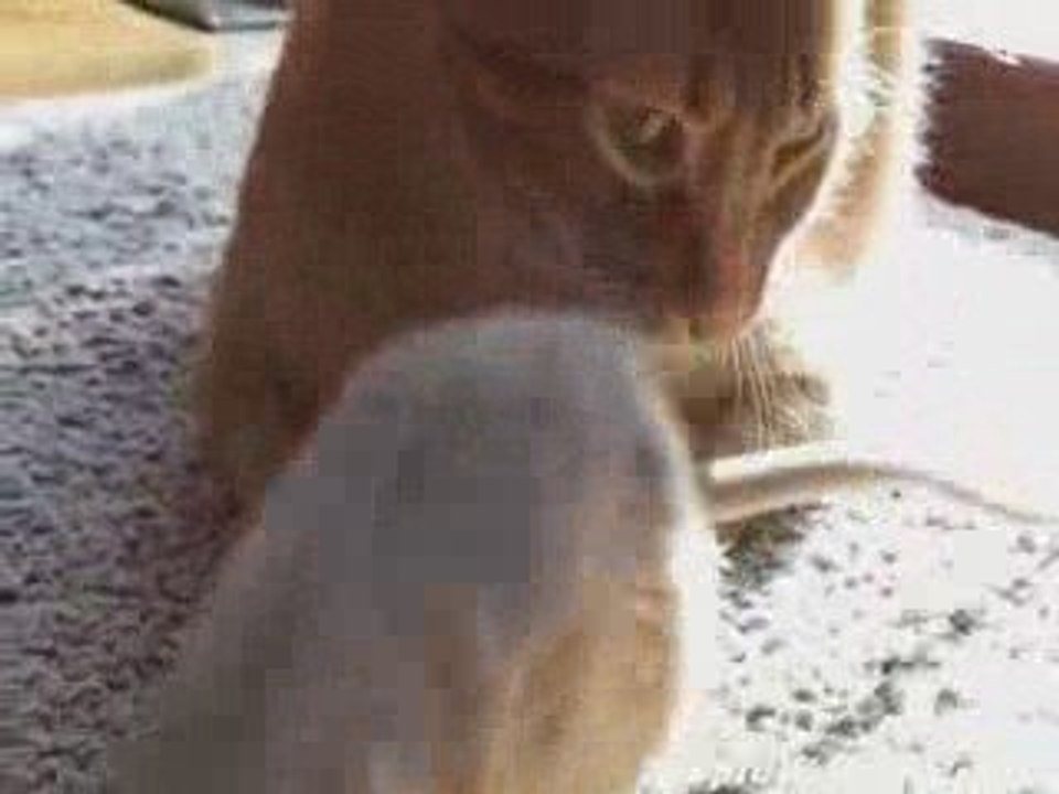 Tom et Jerry en vrai !!!! Ah l'amour !!!!