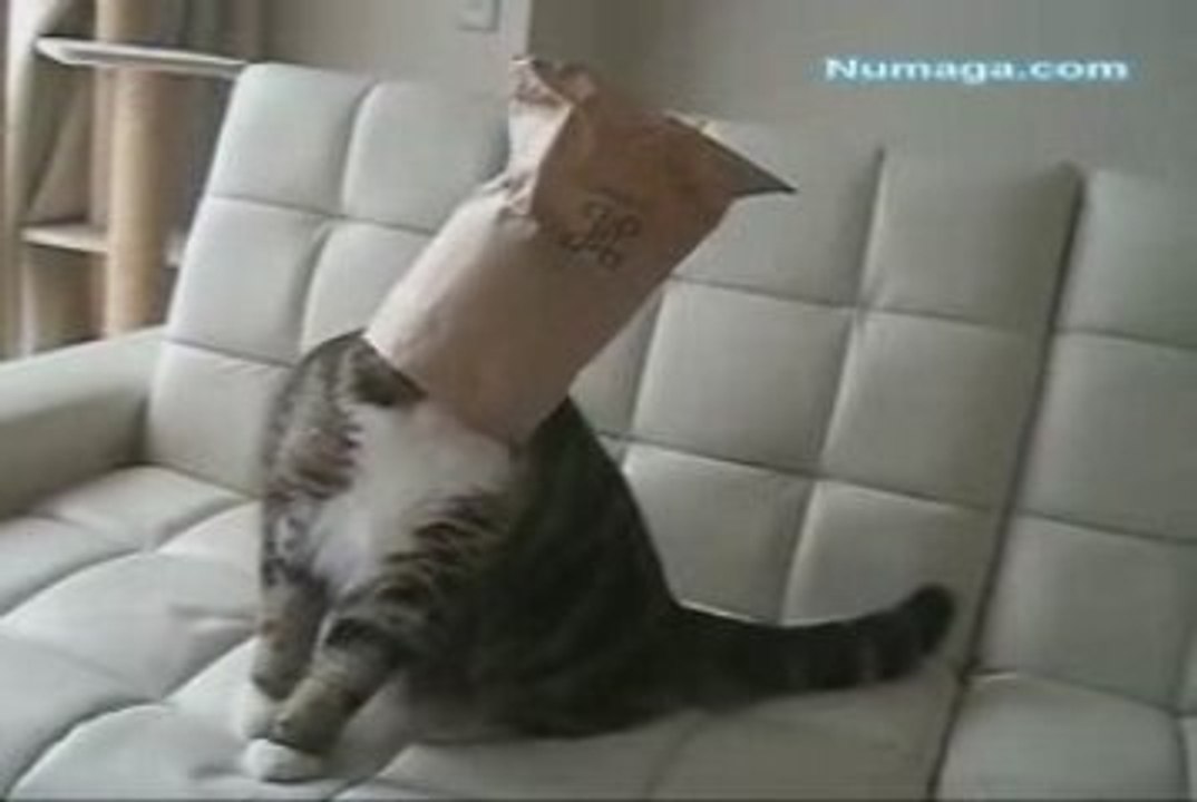 Cat In The Bag