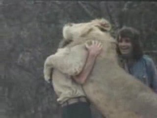 Трогательная встреча: Лев — хищник, но совсем не грозный 🦁