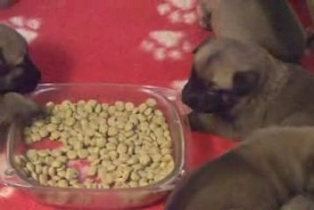 Chiots 3 semaines