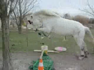 Lou et bouki cso 012