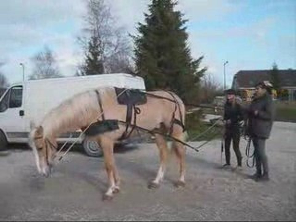 Pyrame futur cheval d'attelage