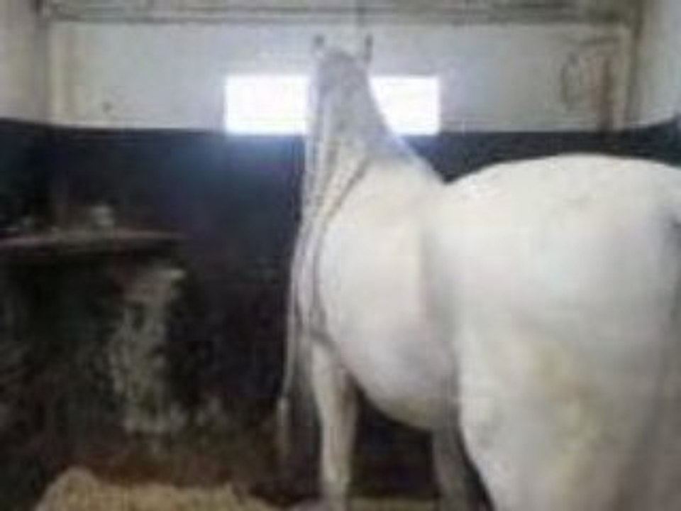 Cheval barbie
