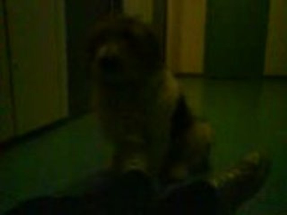 Le chien x3