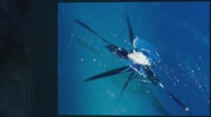 Belleville auto glass repair and replacement