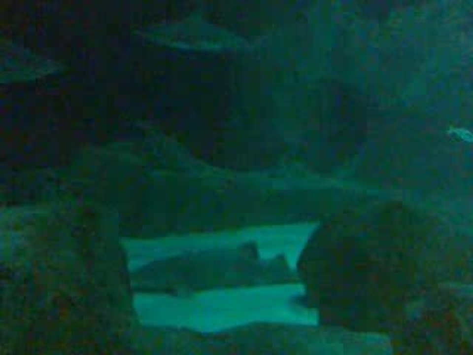 Cineaqua