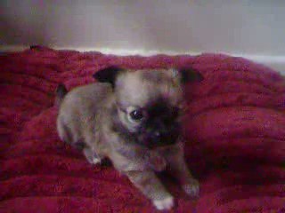 Bébé de cristale 009