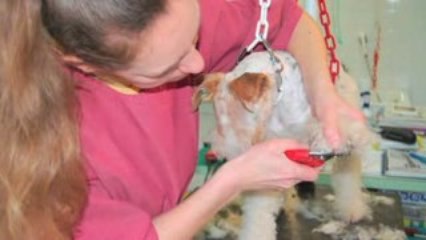 Espace Canin - Salon de toilettage pour chiens et chats