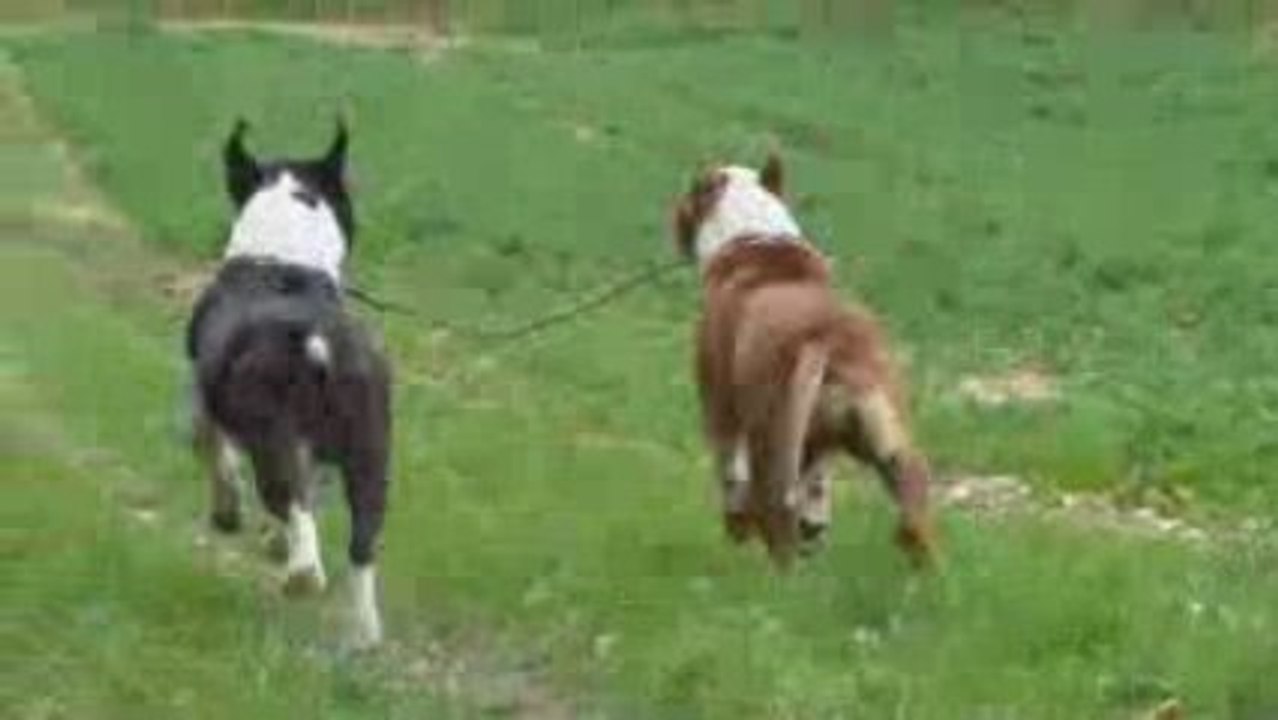 juju pette un plomb