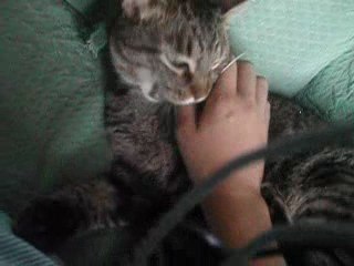 Le plus grand fauve en action...