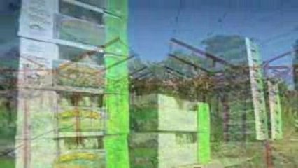 Homegrown Organic Farms