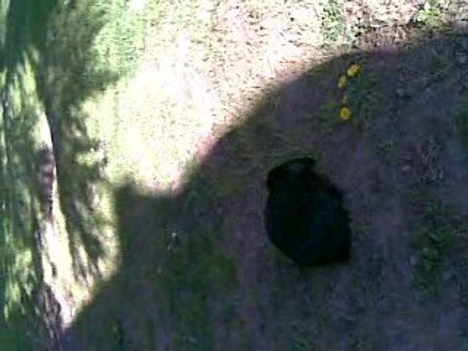 frog