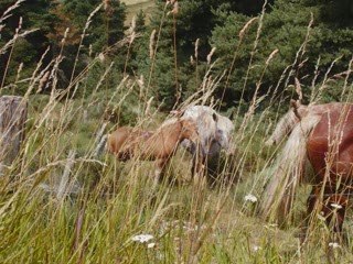 Vacances en Lozère