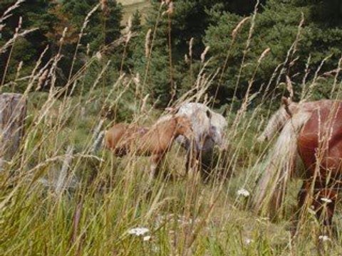 Vacances en Lozère