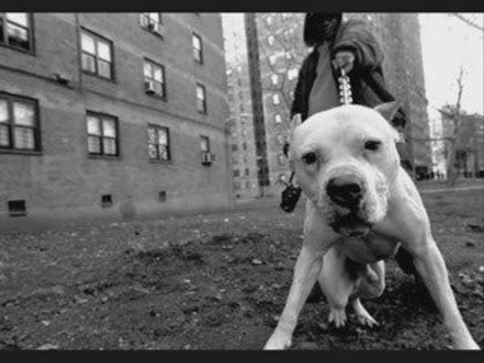 Platinium Grills La criminogene mix-tape lexro