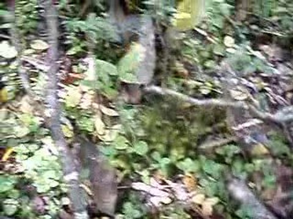 LE PARADIS DES CHAMPINONS