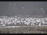 migration des oies  blanches au Quebec du jeudi 26 mars 2009