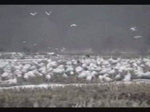 migration des oies blanches au Quebec du jeudi 26 mars 2009