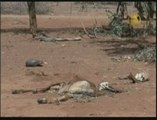 Kenya Drought Threatens Maasai Community