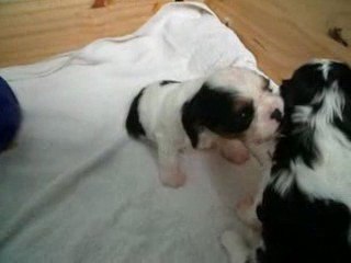 Chiots d'Adéna le 27 mars 2009