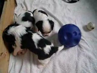 Chiots d'Adéna le 27 mars 2009