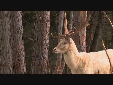 Candide Thovex, le roi du ski freestyle