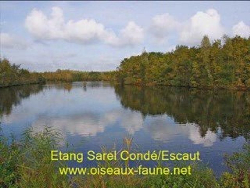 Quelques étangs 2_1