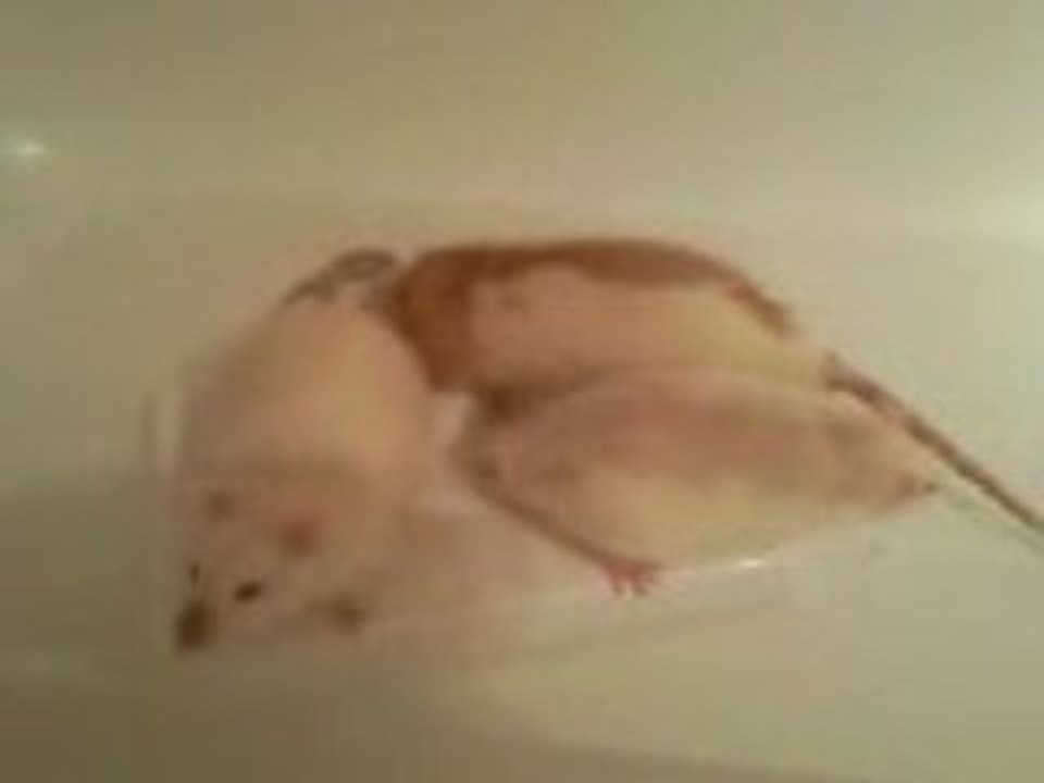 Premier bain