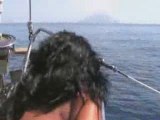 Dolphin Watching alle isole Eolie - Avvistamento delfini