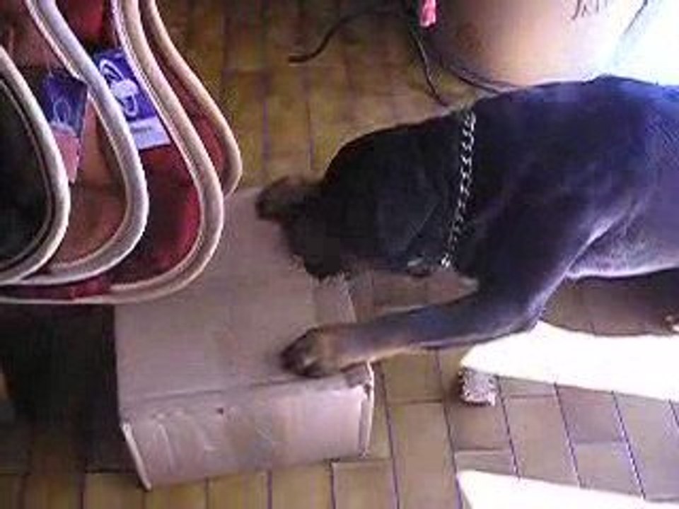 Tyson au service livraison de la sellerie  VIDEO I