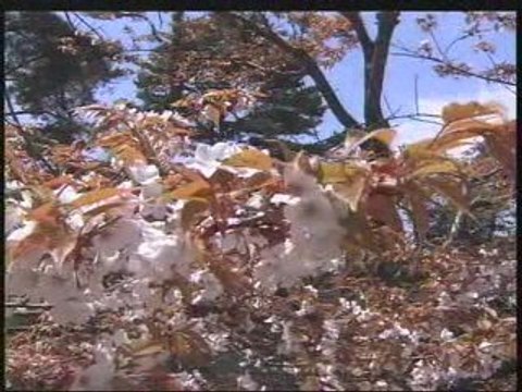 Japanology 25th : Sakura(Cherry Blossom) #1