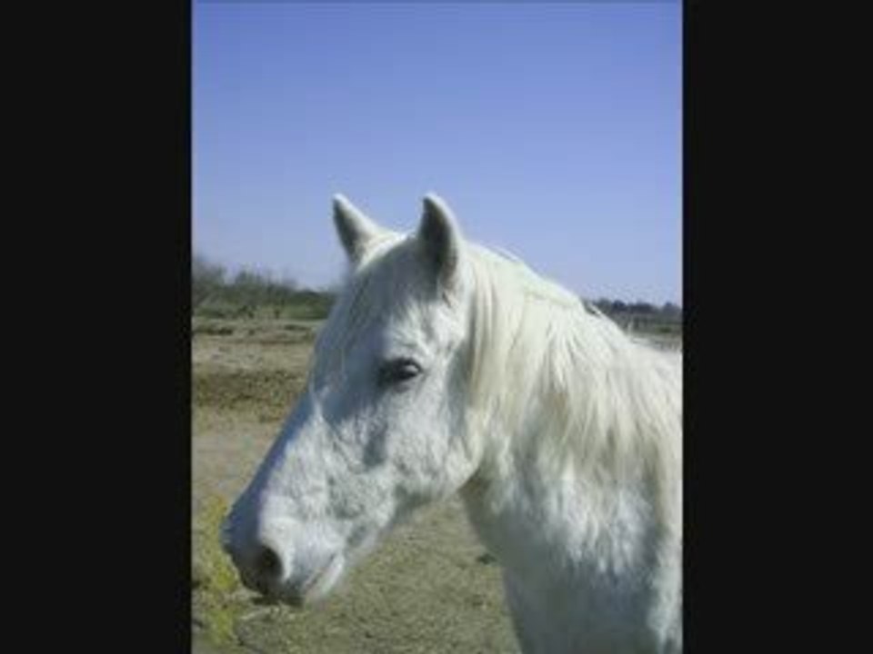 *** Crin blanc le camarguais ***