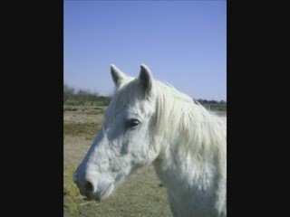 *** Crin blanc le camarguais ***