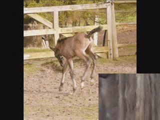 1ere sortie Tempranillo 25 mars 09