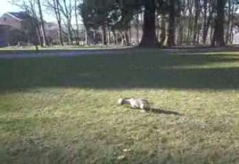 mon chien vrai joueur de foot lol