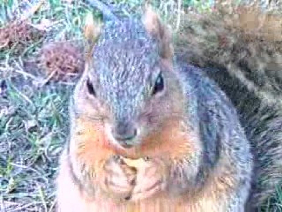 He Ate My Forture Cookie