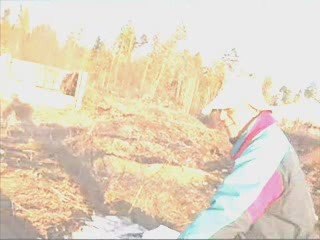 BC CANADA FARM $200K/ACREGROWING TIBETAN TIBETIAN WOLFBERRY