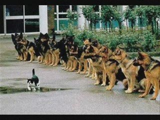 ЗАБАВНЫЕ КОТИКИ