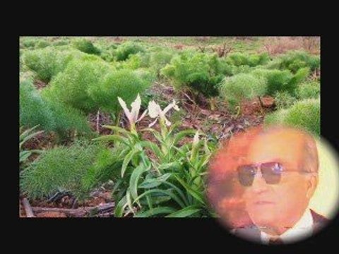 m.arif cızrawi cembeli kore mire hekariyan derbeder_zap tan