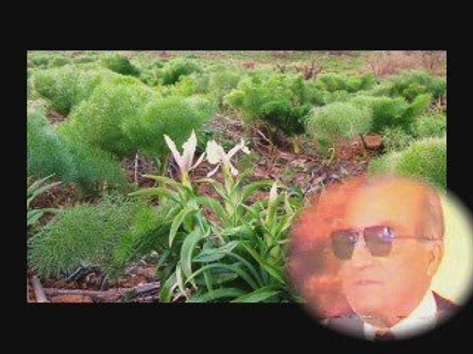 m.arif cızrawi cembeli kore mire hekariyan derbeder_zap tan