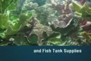 Leading Source for Fish Aquariums, Aquarium Stands
