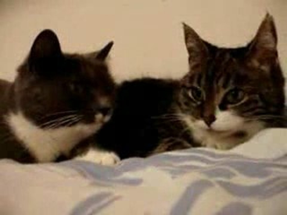 Dos gatos hablando