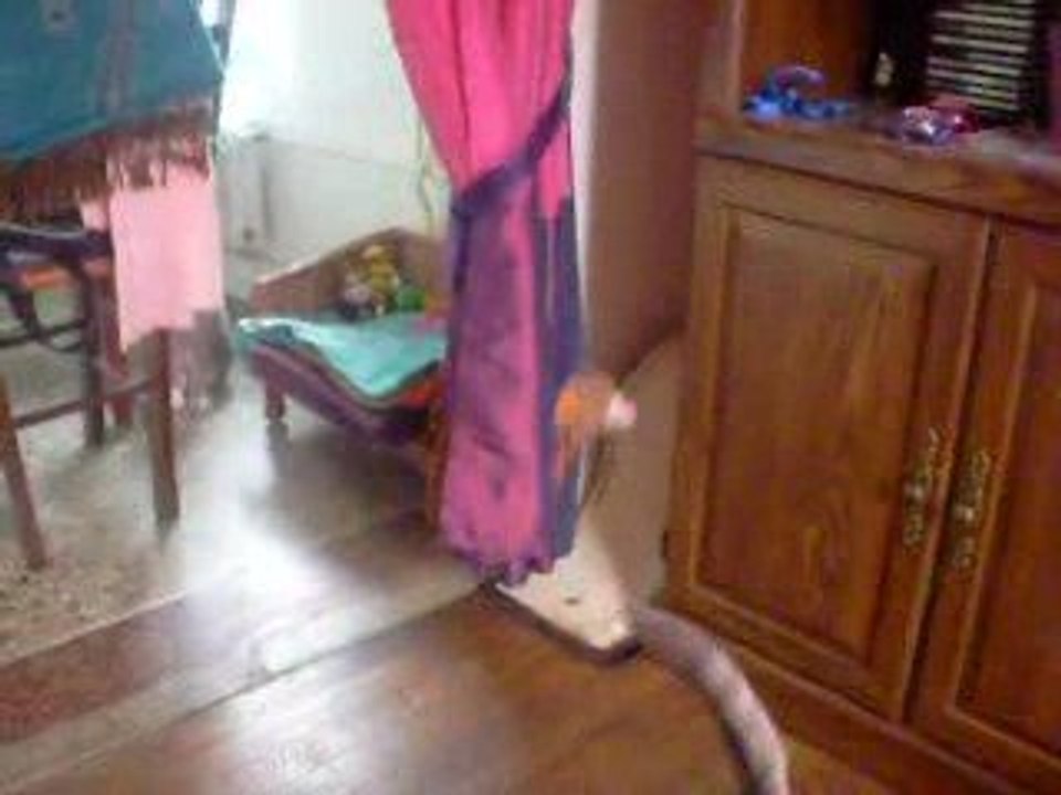 Mario et la souris