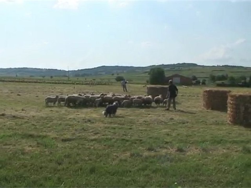 Ma Bearded Collie,Tania en concours troupeau niv 1