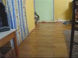 Piccolina rapporte encore la balle :-)