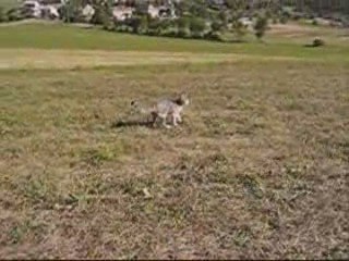 Piccolina rapporte la balle